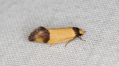 Olbonoma triptycha
