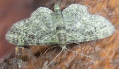 Pasiphila rectangulata