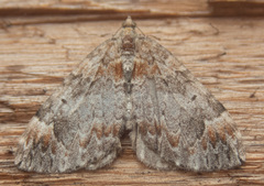 Dysstroma hersiliata