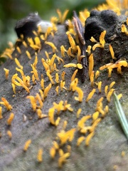 Calocera