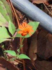 Tithonia rotundifolia