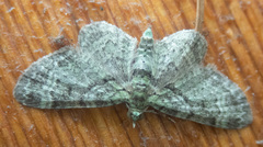 Pasiphila rectangulata