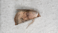 Mataeomera mesotaenia