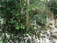 Alnus glutinosa