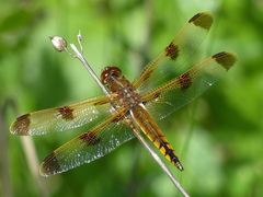 Libellula semifasciata