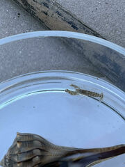 Alpheidae