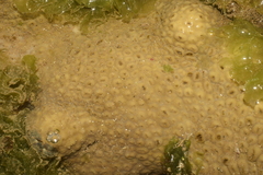 Palythoa caribaeorum