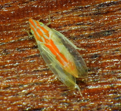 Neocoelidiinae