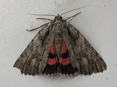 Catocala coccinata
