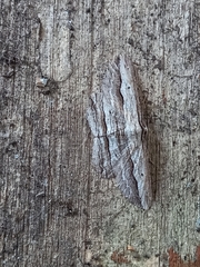 Euphronarcha luxaria