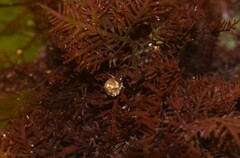 Eulithidium affine