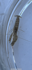 Alpheidae