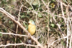 Passerina leclancherii