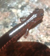 Plethodon serratus