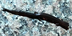 Plethodon serratus