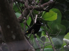 Ramphocelus flammigerus icteronotus