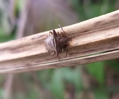Bebaeus punctipes