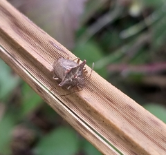 Bebaeus punctipes