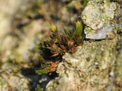 Orthotrichaceae