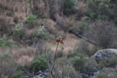Monticola rupestris