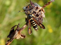Bembecia ichneumoniformis