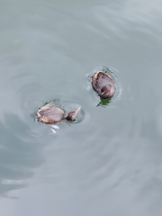 Tachybaptus ruficollis