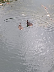 Tachybaptus ruficollis