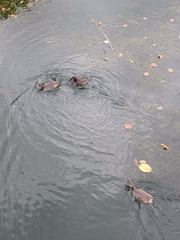 Tachybaptus ruficollis