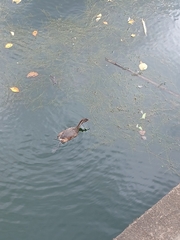 Tachybaptus ruficollis