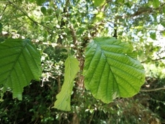 Alnus glutinosa