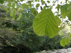 Alnus glutinosa