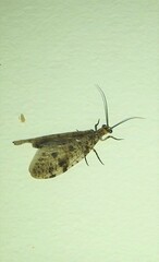 Archichauliodes guttiferus