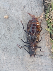 Mallodon spinibarbis