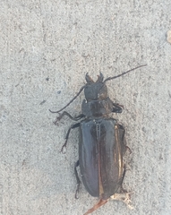 Mallodon spinibarbis