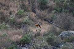 Monticola rupestris