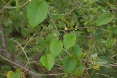 Gouania vitifolia