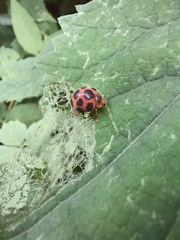 Diekeana admirabilis