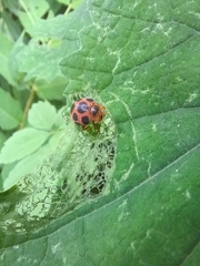 Diekeana admirabilis