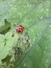 Diekeana admirabilis