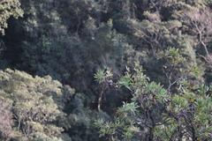Nectarinia famosa