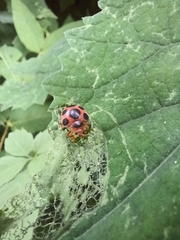 Diekeana admirabilis