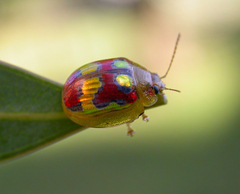 Paropsisterna gloriosa