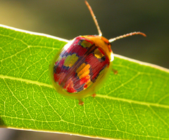 Paropsisterna gloriosa