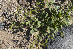 Fagonia pachyacantha