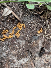 Amblyopone australis