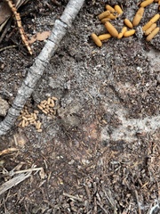 Amblyopone australis