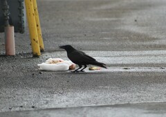 Corvus brachyrhynchos