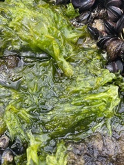Ulvaceae