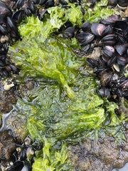 Ulvaceae