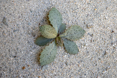 Atrichoseris platyphylla